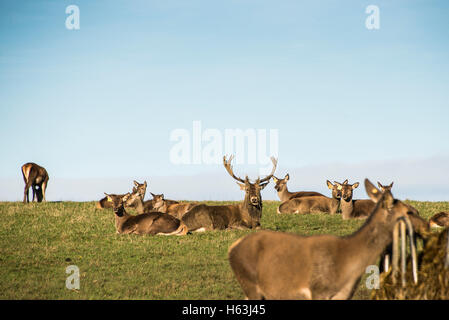 Ein gehört der domestizierten Rotwild (Cervus elaphus) mit einem Hirsch Stockfoto