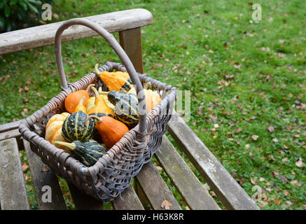 Rustikaler Korb gefüllt mit einer Auswahl an dekorativen Kürbisse auf einer Holzbank in einem Herbst-Garten Stockfoto