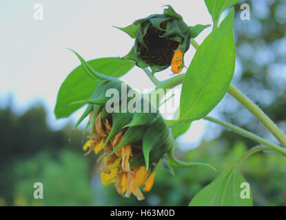 Alten Sonnenblumen Ende Sommer Stockfoto