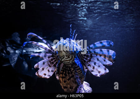 Exotische tropische Teufel Firefish oder gemeinsame Rotfeuerfisch (Pterois Miles) Stockfoto