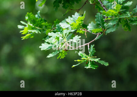 Junge grüne Eiche Blätter im Wald Schatten von Sonnenlicht beleuchtet. Stockfoto