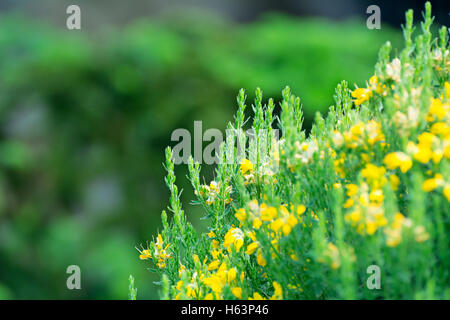 Dekorative gelbe Blumen als Hintergrund Stockfoto