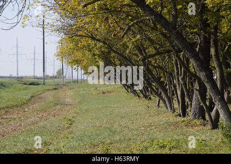 Der Wald entlang der Straße im Herbst. Gelbfärbung der Blätter an den Ästen Stockfoto