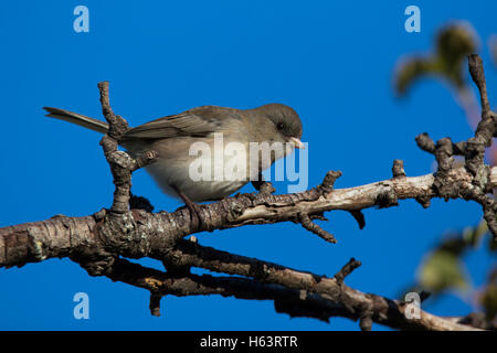 Dunkel-gemustertes Junco im Herbst auf den blauen Himmel Stockfoto