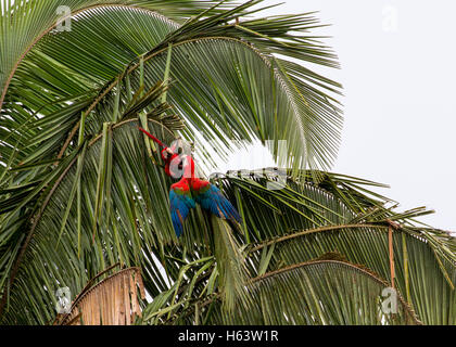 Rot-Grüne Aras im Regenwald Stockfoto