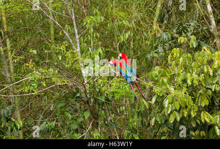 Rot-Grüne Aras im Regenwald Stockfoto