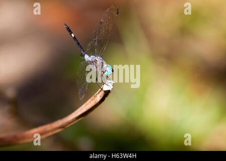 Libelle thront auf Zweig Stockfoto