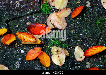 Herbst Rotes Laub auf Asphalt-Boden nach Regen nass. Stockfoto