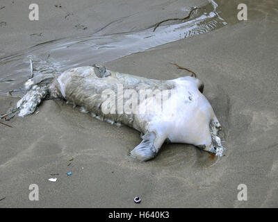 Enthauptete Leiche von Grey Seal Pup (Halichoerus Grypus) an einem Strand, UK Stockfoto