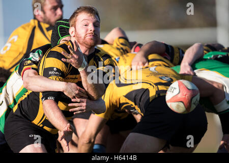 North Dorset RFC 2. XV Vs Bournemouth III XV - Dorset, England. Bournemouth scrum-Hälfte in Aktion. Stockfoto