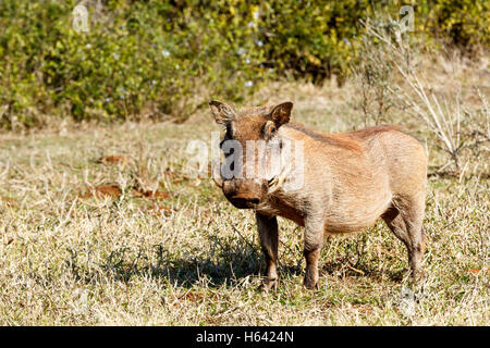 Warzenschwein Gras mit grünen Srub stehen und blickte. Stockfoto