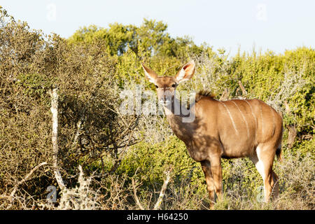 Kudu stehend in einem grünen Busch Blick auf Sie. Stockfoto