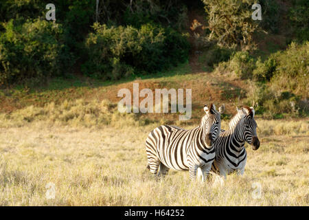 Zwei Zebras in einem Feld lange Gras stehen. Stockfoto