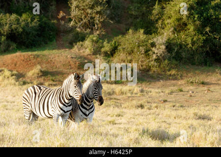 Zwei Zebras das lange Gras mit der Sonne darauf absetzen. Stockfoto