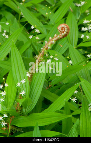 Falsche Salomos-Siegel (Maianthemum Racemosum) mit Fiddleneck, Beazell Gedenkpark Forest County, Benton County, Oregon Stockfoto