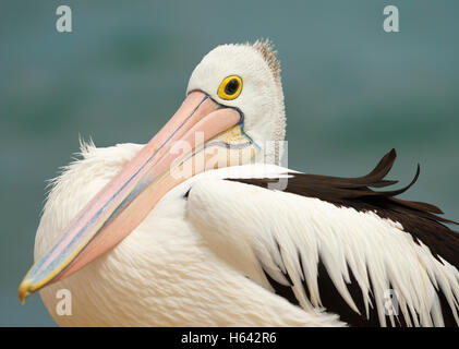 Australische Pelican sitzen im Wind in New South Wales, Australien. Stockfoto