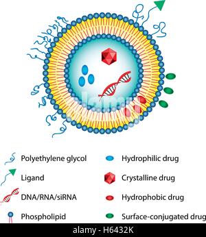 Medizinische Vektor-Illustration von Liposomen-Drug-Delivery-system Stock Vektor