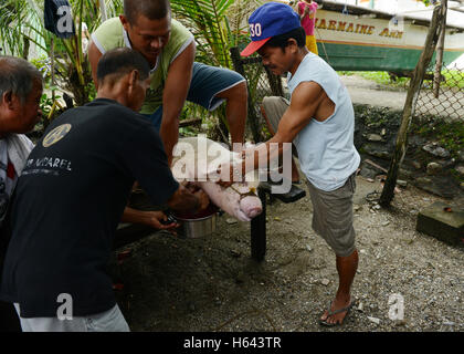 Schlachtung eines Schweins in Mindoro, Philippinen. Stockfoto