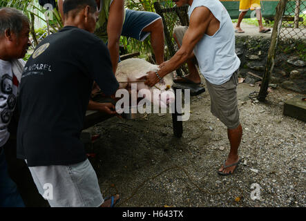 Schlachtung eines Schweins in Mindoro, Philippinen. Stockfoto