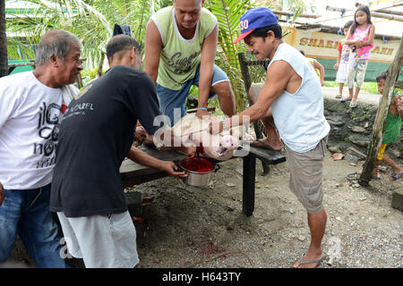 Schlachtung eines Schweins in Mindoro, Philippinen. Stockfoto