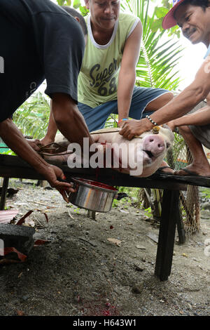 Schlachtung eines Schweins in Mindoro, Philippinen. Stockfoto