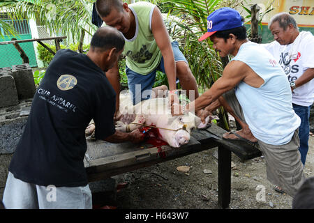 Schlachtung eines Schweins in Occidental Mindoro, Philippinen. Stockfoto