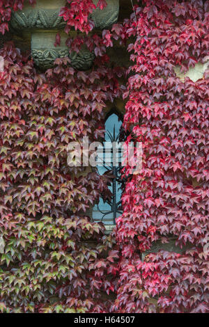 Parthenocissus Tricuspidata. Japanische Schlingpflanze / Boston-Efeu an den Wänden am Christ church College im Herbst. Oxford University Press; UK Stockfoto