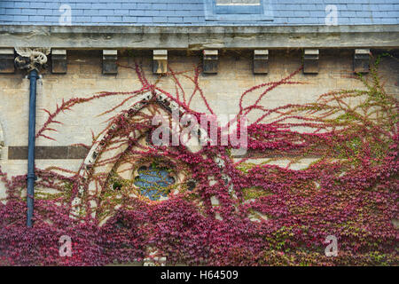 Parthenocissus Tricuspidata. Japanische Schlingpflanze / Boston-Efeu an den Wänden am Christ church College im Herbst. Oxford University Press; UK Stockfoto