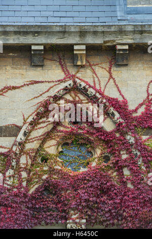 Parthenocissus Tricuspidata. Japanische Schlingpflanze / Boston-Efeu an den Wänden am Christ church College im Herbst. Oxford University Press; UK Stockfoto