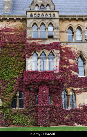 Parthenocissus Tricuspidata. Japanische Schlingpflanze / Boston-Efeu an den Wänden am Christ church College im Herbst. Oxford University Press; UK Stockfoto