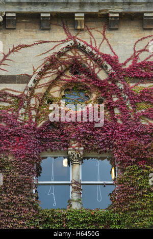 Parthenocissus Tricuspidata. Japanische Schlingpflanze / Boston-Efeu an den Wänden am Christ church College im Herbst. Oxford University Press; UK Stockfoto