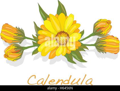 Calendula-Vektor-Illustration isoliert Stock Vektor