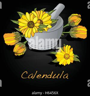 Calendula-Vektor-Illustration isoliert Stock Vektor