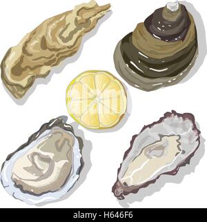 Ausgelöster Austern mit Zitrone auf Whight Hintergrund Stock Vektor