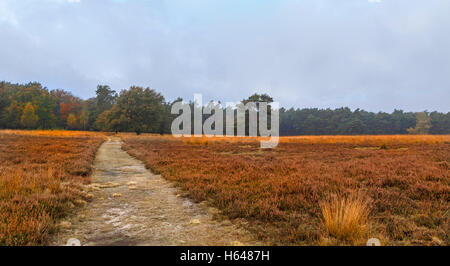 Herbstfarben Sie auf Loenermark, ein hügeliges Naturschutzgebiet mit Wäldern und Mooren, Veluwe Bereich Loenen, Gelderland, Niederlande. Stockfoto