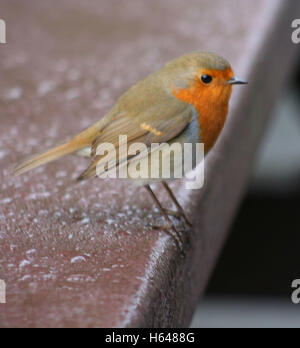 Robin auf einem Hochsitz Stockfoto