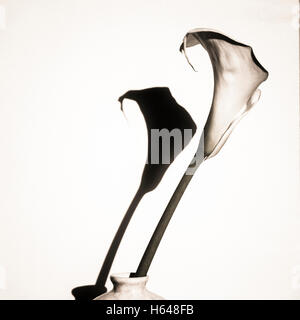 Elegante Calla-Lilien in Monochrom, die ihre anmutigen Kurven und zarten Texturen in einer ruhigen Komposition präsentieren Stockfoto