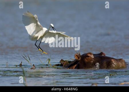 Seidenreiher (Egretta Garzetta) Landung auf einem Flusspferd (Hippopotamus Amphibius), Mkuze National Park, Südafrika, Afrika Stockfoto