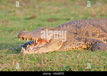 Nil-Krokodil (Crocodylus Niloticus), Chobe Nationalpark, Botswana, Afrika Stockfoto