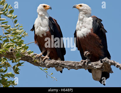 Zwei afrikanische Fischadler (Haliaeetus Vocifer), Chobe Nationalpark, Botswana, Afrika Stockfoto