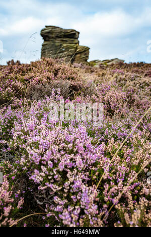 September Heather am Mutter Cap - Mühlstein Rand Stockfoto