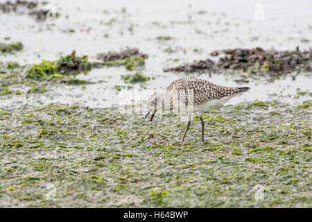 Graue Regenpfeifer (Pluvialis Squatarola), im Winterkleid, Nahrungssuche im Wattenmeer. Der Vogel ist einen marine Wurm Essen. Stockfoto