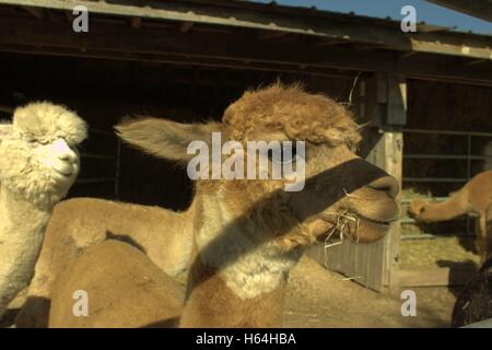 Junge männliche Alpaka kauen auf etwas Stroh, Missaukee County, Michigan, USA Stockfoto