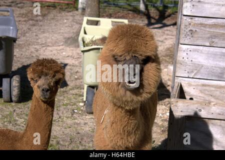 Lachen L we konfrontiert Alpaka und eine Pal Stockfotografie Alamy