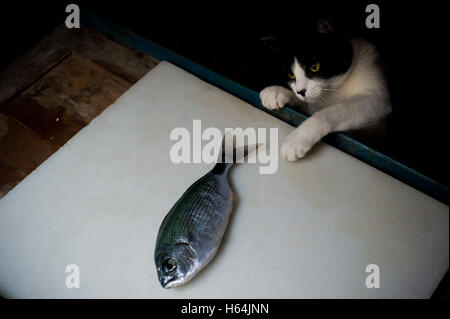 Katze, die versucht, einen Fisch zu fangen Stockfoto