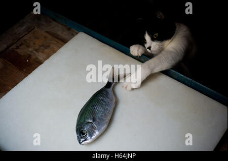 Katze, die versucht, einen Fisch zu fangen Stockfoto