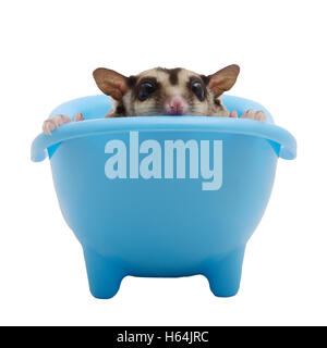Sugar Glider verstecken sich in blaue Badewanne und Blick auf weißem Hintergrund. Stockfoto
