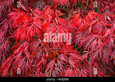 Japanischer Ahorn (Acer Palmatum) Baum im Frühherbst vor Blätterfall. Stockfoto