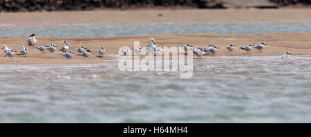 Brandseeschwalben (Sterna Sandvicensis) im Winterkleid ruht auf einer Sandbank, Merja Zerga, Marokko. Stockfoto