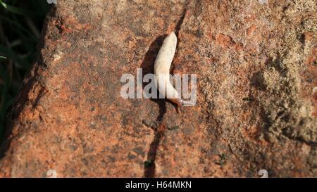 Schleimigen weißen Wald Schnecke kriecht auf den Schmutz von nassen Wald unten Stockfoto